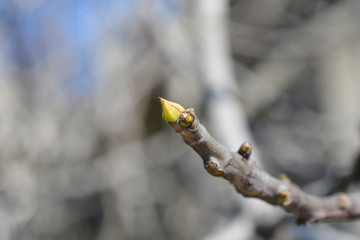 Common fig