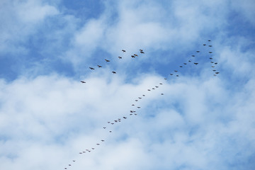 Birds in sky