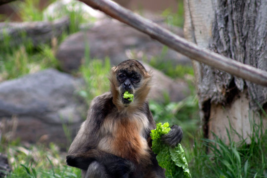 Spider Monkey Eating At Zoo