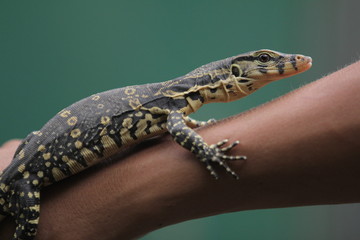 The Asian water monitor (Varanus salvator), also called common water monitor, is a large varanid...