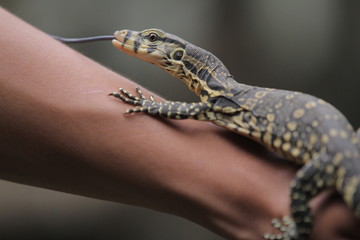 The Asian water monitor (Varanus salvator), also called common water monitor, is a large varanid...