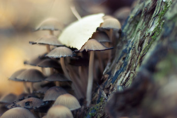 mushrooms on the tree