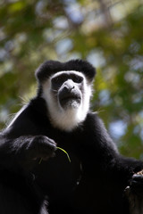 Eastern Black And White Colobus Monkey