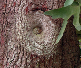 Obraz premium Knot of a tree in closeup