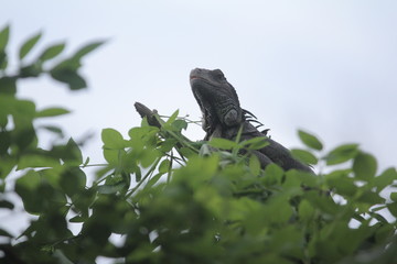 Soa-soa layar / Hydrosaurus amboinensis is the largest semi-aquatic lizard in the Agamidae family. At first glance, the body shape more like miniature dinosaurs or dragons