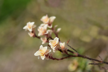 Obraz premium Foxley Thyme