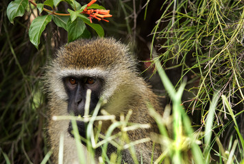 Vervet Monkey, Bogoria lake