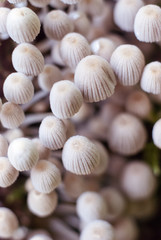 
mushrooms in the forest close up