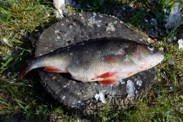 Fresh big perch on a wooden hemp among green grass. A kind of river fish.