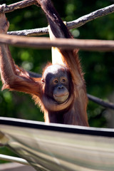 Naklejka premium Bornean Orangutan baby at zoo