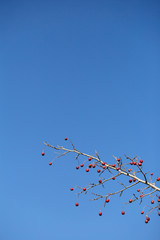 Sky and branch with berries