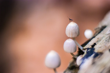 
mushrooms in the forest close up