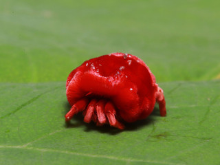 Afrykański pająk czerwony makro insekt 