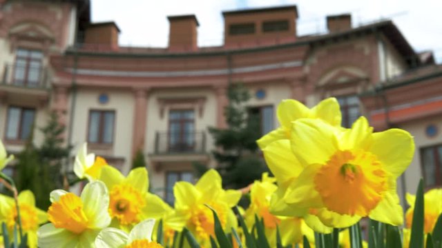 Blooming yellow daffodils or narcissus moving on the wind in real time, beautiful building background, day light, natural colors