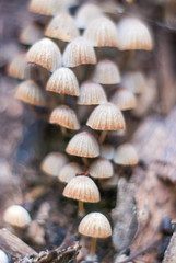 mushroom on the ground
