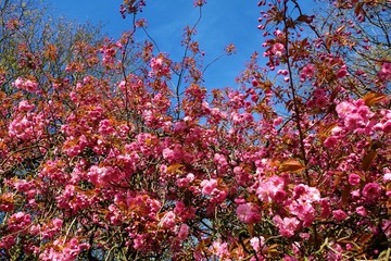 Pink blossom against a blue sky.