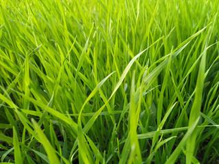 Obraz premium Green grass. Thin leaves of oats. Spring or summer background, Sunny day with grass