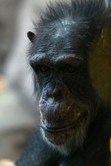 Female gorilla profile shot