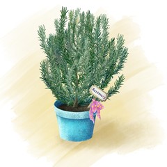 Rosemary in the blue pot with tag. Kitchen herbs digital painting 