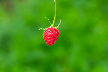One juicy raspberry on a green natural background. Ripe red raspberries on a bokeh backdrop. Creative natural background for wallpapers, covers, cards