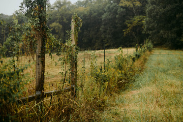 Rustic Fence with Ivy in Farm Field 