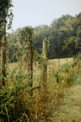 Fototapeta na wymiar Rural Ivy Covered Fence in Farm Field 