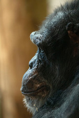 Female gorilla profile shot