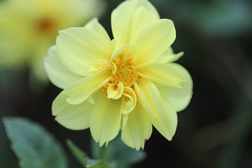 yellow flower in the garden