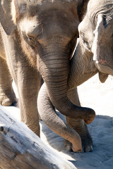 elephant in the zoo trunks hugging