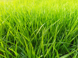 Green grass. Thin leaves of oats. Spring or summer background, Sunny day with grass