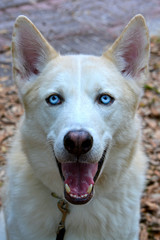 Beautiful happy white siberian husky type dog with bright blue eyes