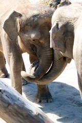 Fototapeta premium elephant in the zoo trunks hugging