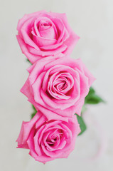 The beautiful pic for smartphone desktop. Pink isolated roses in daylight.  Vivid petals close-up. Romantic bloom. Three roses