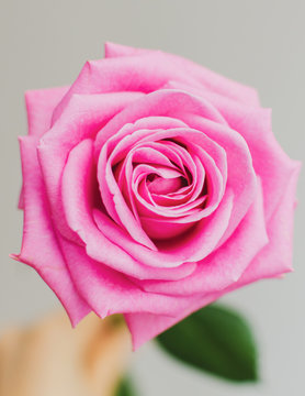 The beautiful pic for desktop. Pink isolated roses in daylight.  Vivid petals close-up. Romantic bloom. A single rose