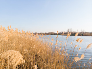 Reeds by the river. Aerial photography.