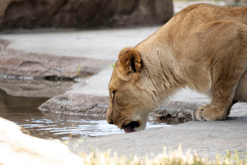 Naklejka na ściany i meble lioness drinking water