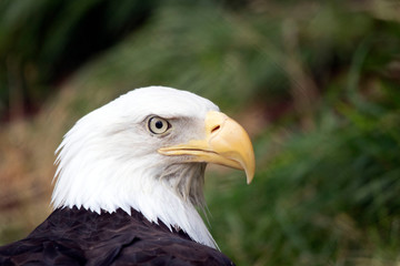 Fototapeta premium american bald eagle