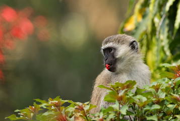 Vervet Monkey eating flower