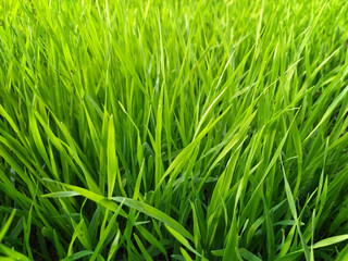 Green grass. Thin leaves of oats. Spring or summer background, Sunny day with grass