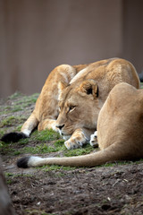 lion lying on the ground