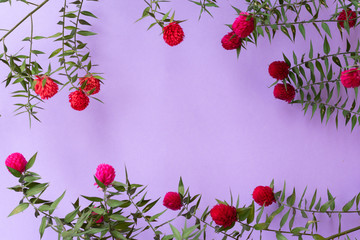 Botanical background made of gomphrena flowers around with copy space in the middle.Materials for designers.