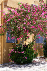 Fototapeta na wymiar Lovely blooming bright pink oleander flowers with green leaves nearby of yellow wall. Large Pink Oleander shrub outdoor makes shadow
