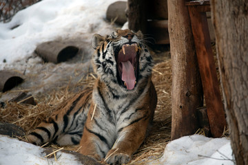 Siberian tiger in snow
