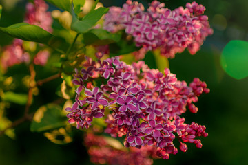 Beautiful view of blooming lilac Bush in the garden. Spring landscape with a bouquet of purple lilac flowers.