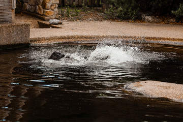 seals in the zoo. fur seal in the water. selective focus.