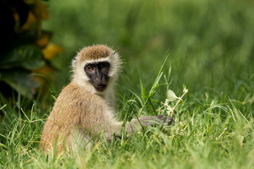 Naklejka premium Vervet Monkey in green, Bogoria