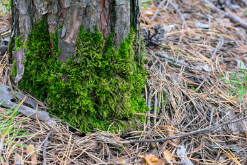 Green moss is growing on wooden bark