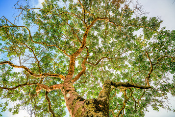 El árbol de la vida