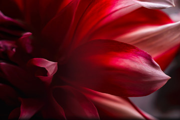 Delicate Dahlia petals in sunlight, close-up image