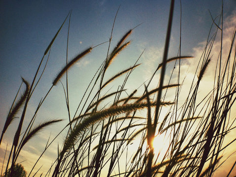 Timothy Grass At Sunset